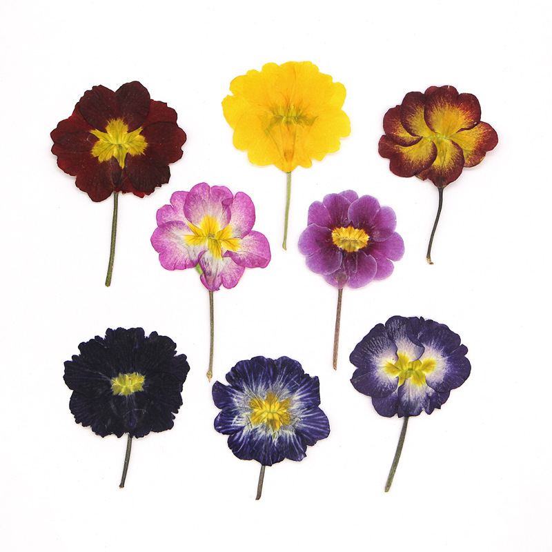 Photo Frame Baby - 48 stuks Europese Primrose gedroogde bloemen,