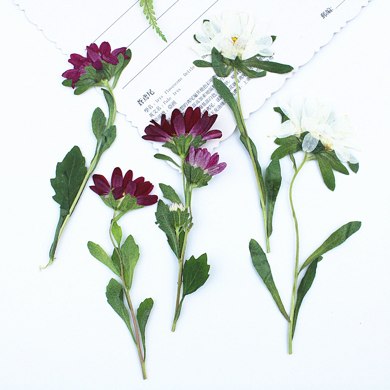 Photo Frame Baby - 24 stuks, Mini Chrysant Geperste Gedroogde