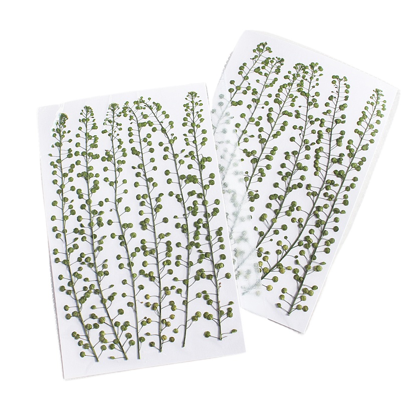 Natuurlijke kleur groene bel g - Photo Frame Baby recensie en prijs