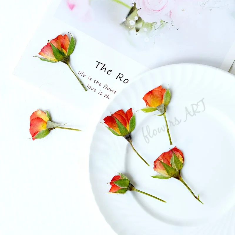 Geperste rozenknop bloemblaadj - Photo Frame Baby recensie en prijs