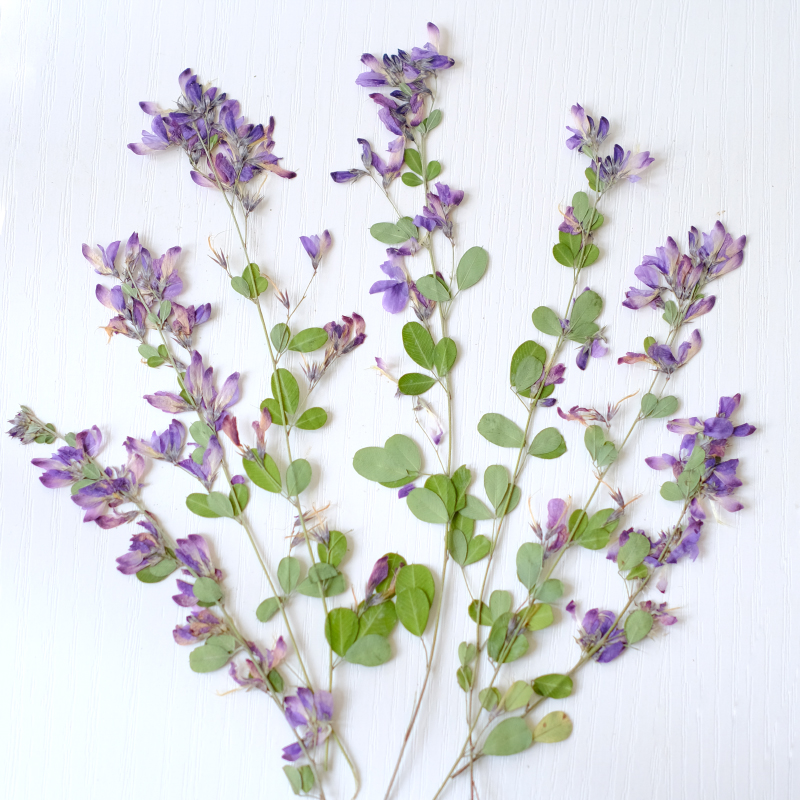 6 stuks, natuurlijke Lespedeza - Photo Frame Baby recensie en prijs