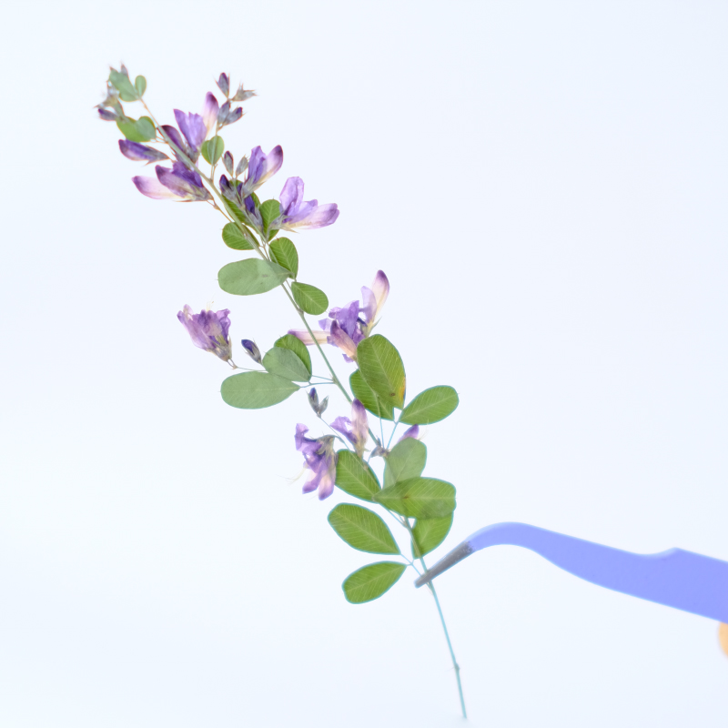 6 stuks, natuurlijke Lespedeza - Photo Frame Baby recensie en prijs