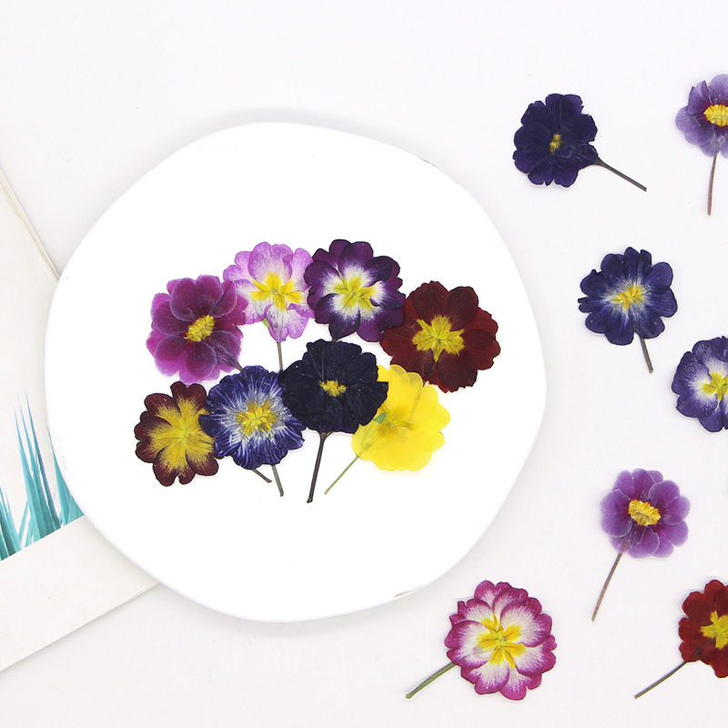 48 stuks Europese Primrose ged - Photo Frame Baby recensie en prijs