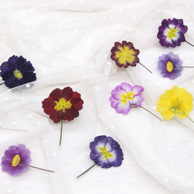 48 stuks Europese Primrose ged - Photo Frame Baby recensie en prijs