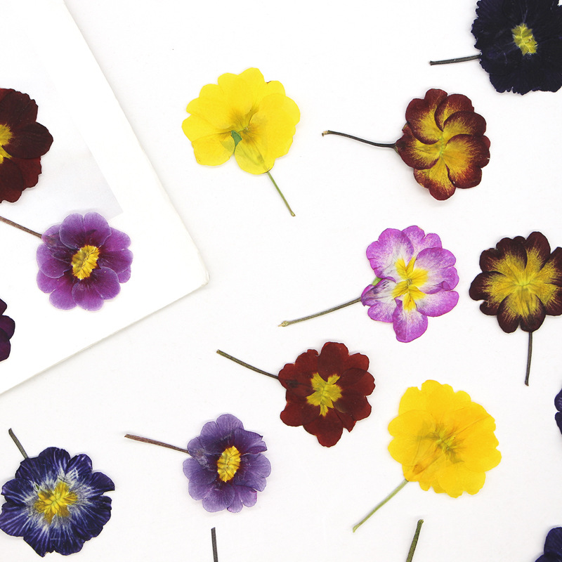 48 stuks Europese Primrose ged - Photo Frame Baby recensie en prijs