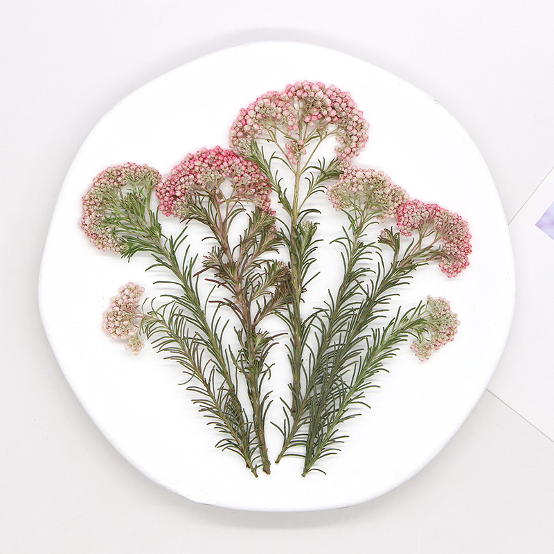12 stuks, natuurlijke gierstbl - Photo Frame Baby recensie en prijs
