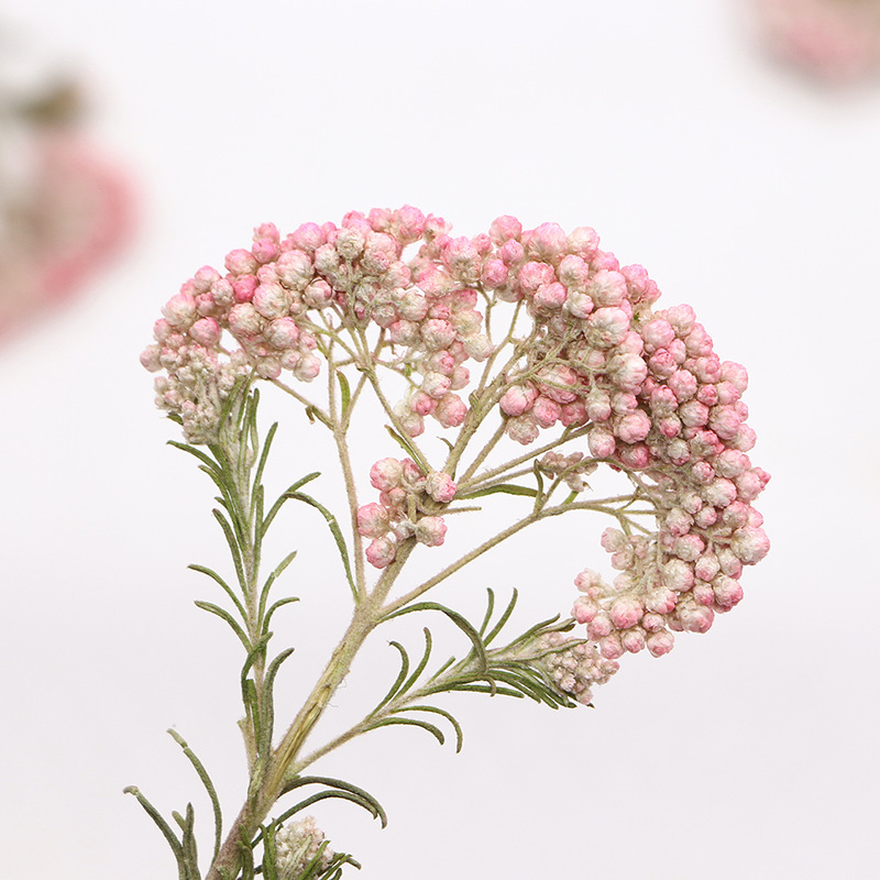 12 stuks, natuurlijke gierstbl - Photo Frame Baby recensie en prijs