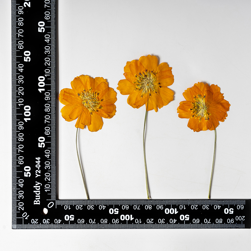 8-10cm/24 stuks, natuurlijk ge - Photo Frame Baby recensie en prijs