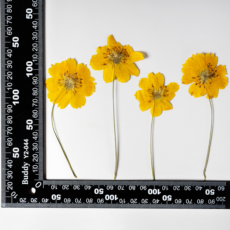 8-10cm/24 stuks, natuurlijk ge - Photo Frame Baby recensie en prijs
