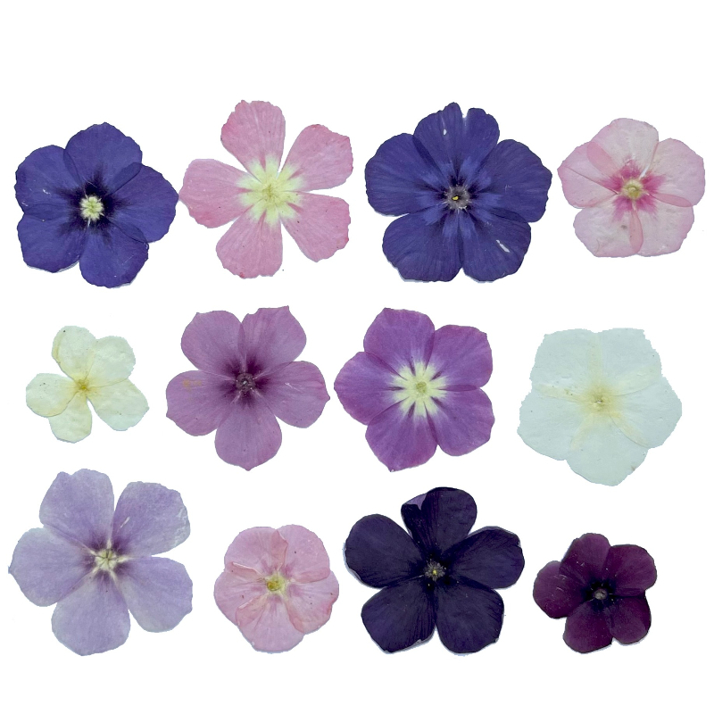 12 stuks, semi-transparante ni - Photo Frame Baby recensie en prijs