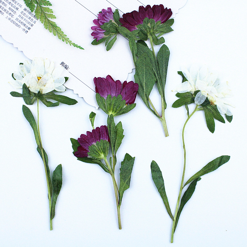 24 stuks, Mini Chrysant Gepers - Photo Frame Baby recensie en prijs