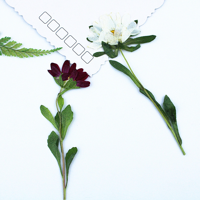 24 stuks, Mini Chrysant Gepers - Photo Frame Baby recensie en prijs