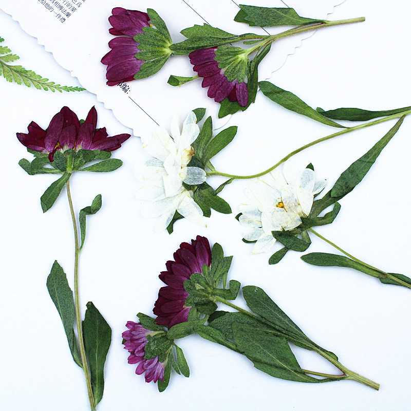 24 stuks, Mini Chrysant Gepers - Photo Frame Baby recensie en prijs
